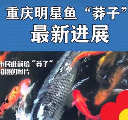 最新偷鱼爆料新闻报道,偷鱼团伙作案手法揭秘